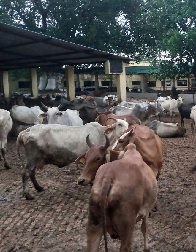 Gau Seva Image